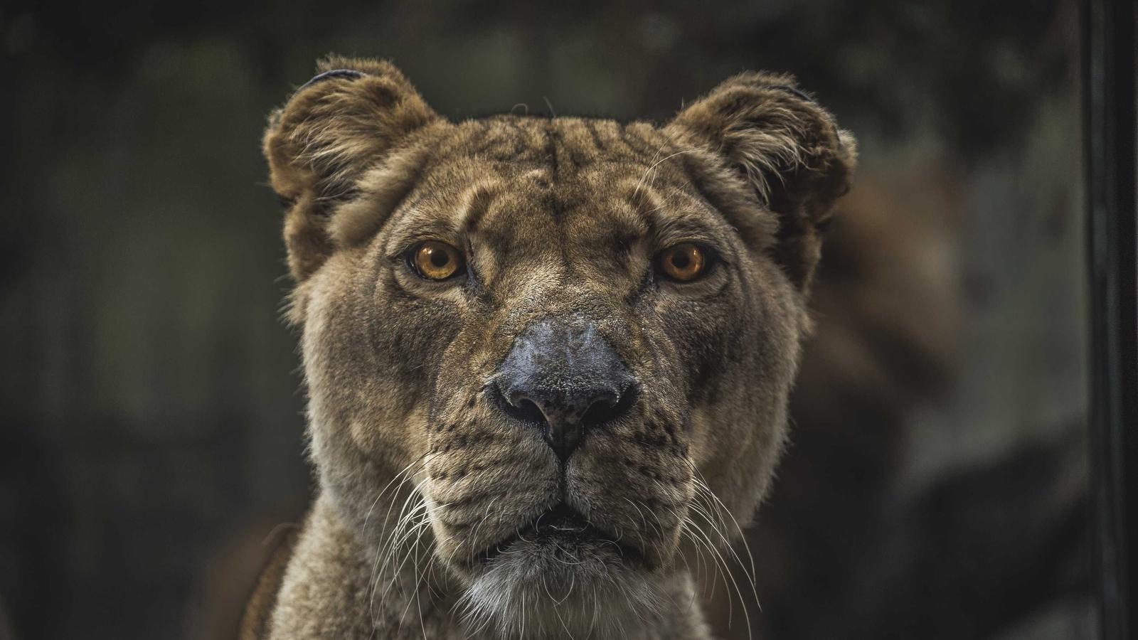 The input photo: lioness looking at the camera